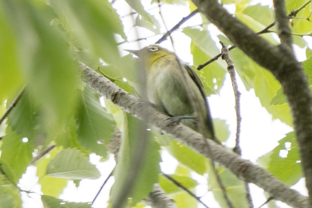 Warbling White-eye - ML350531981