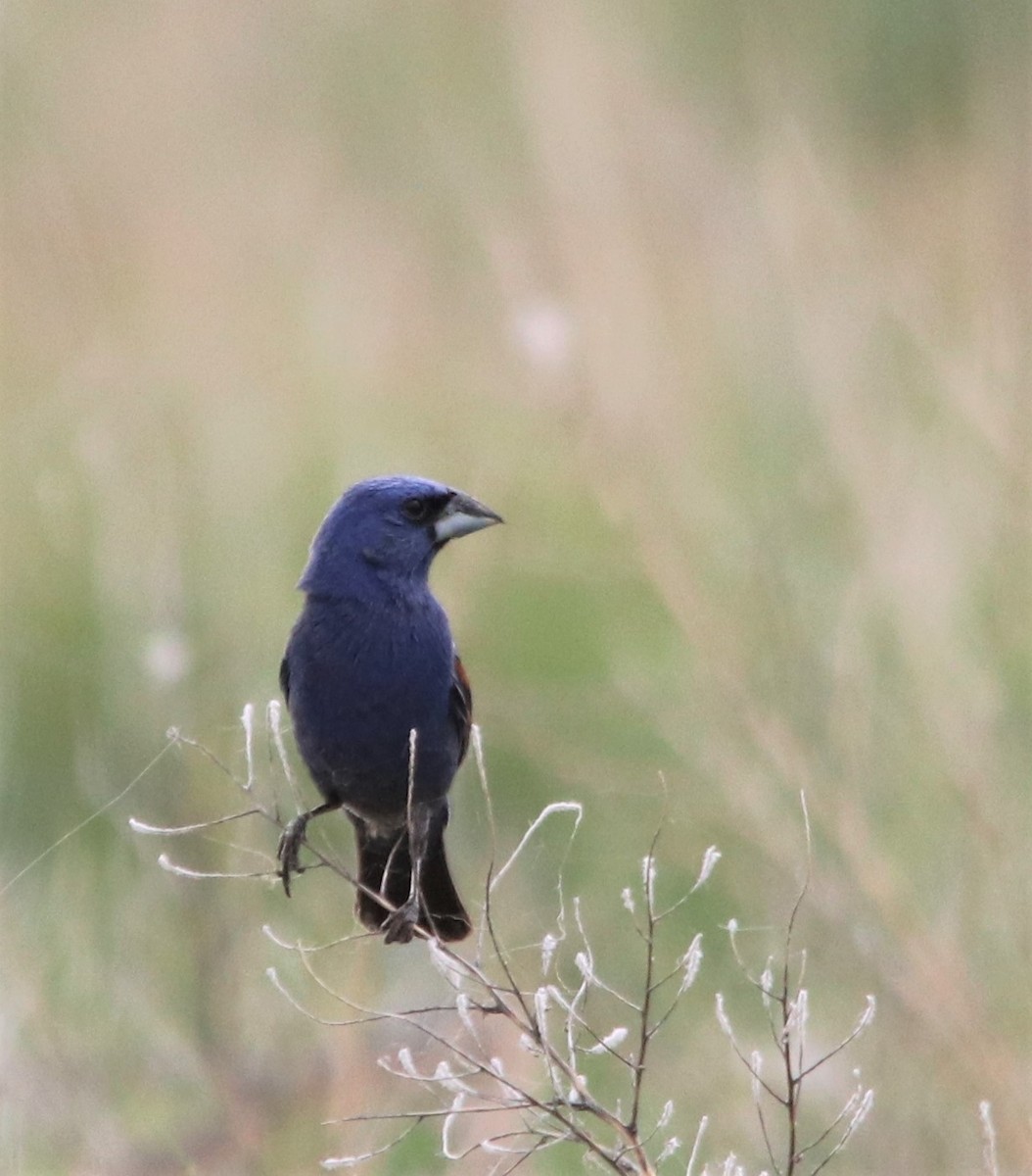 Blue Grosbeak - ML350534591