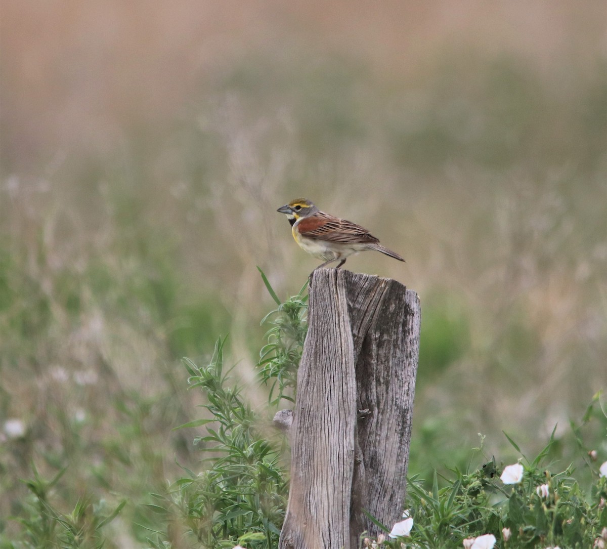 Dickcissel - ML350534631