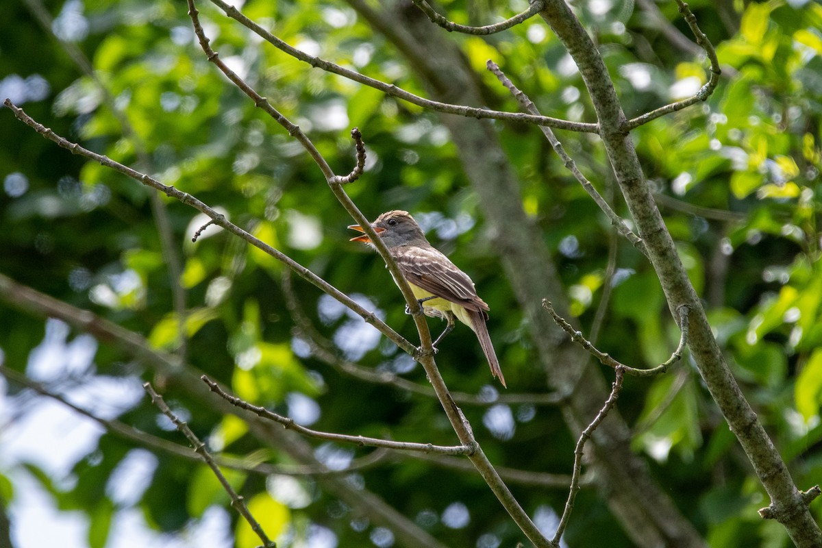 Great Crested Flycatcher - ML350534751