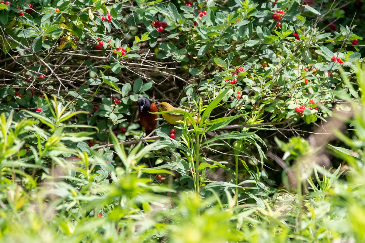 Orchard Oriole - ML350535161