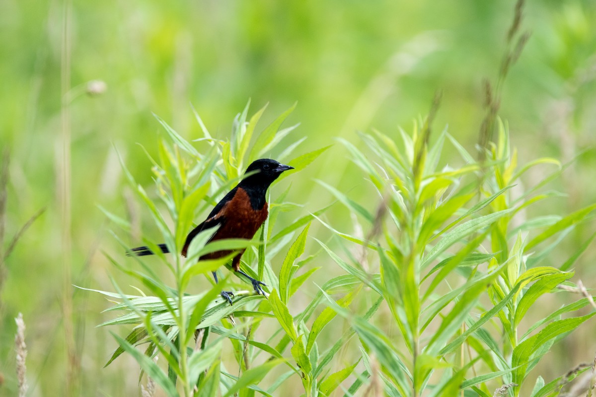 Orchard Oriole - ML350535171