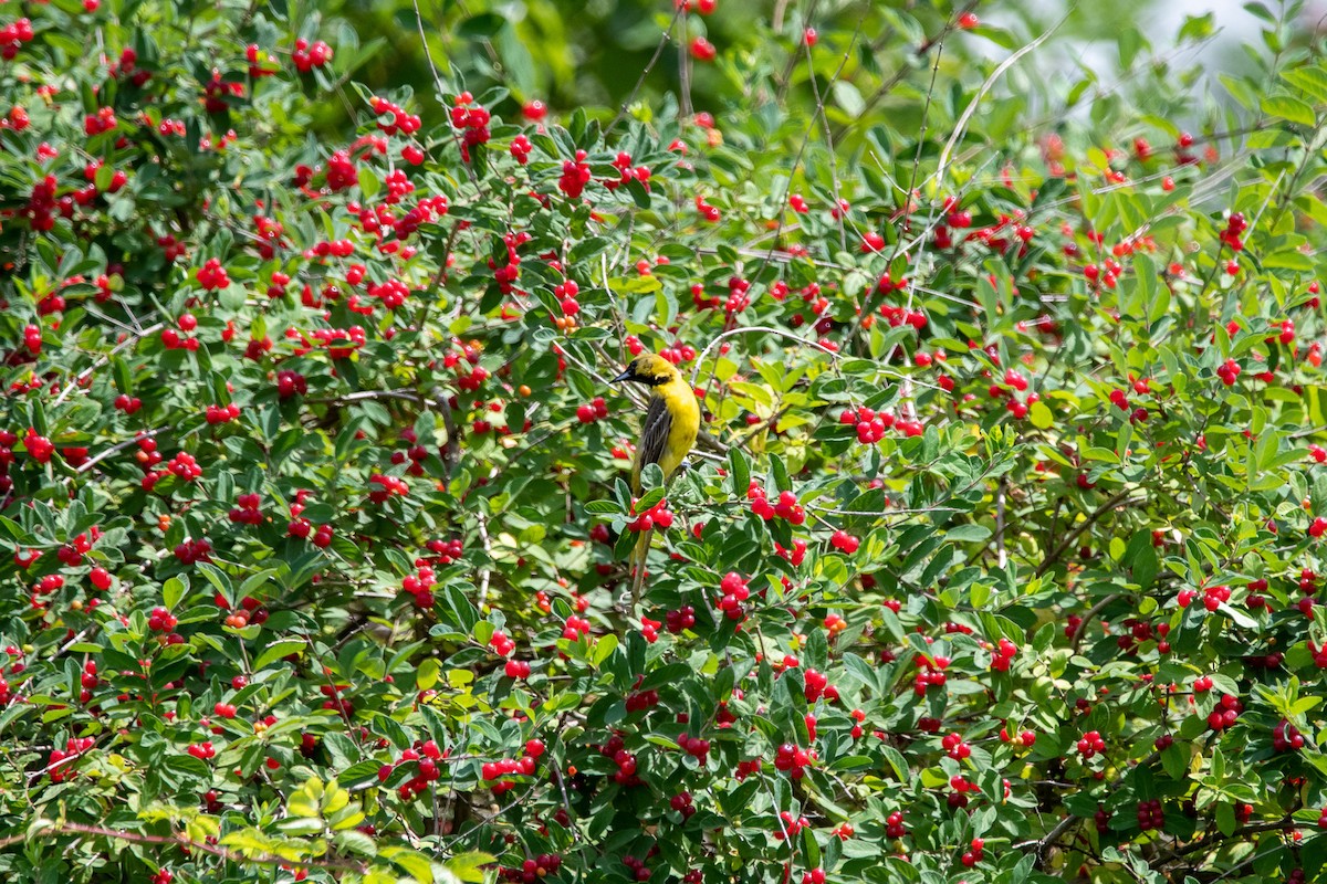 Orchard Oriole - ML350535181