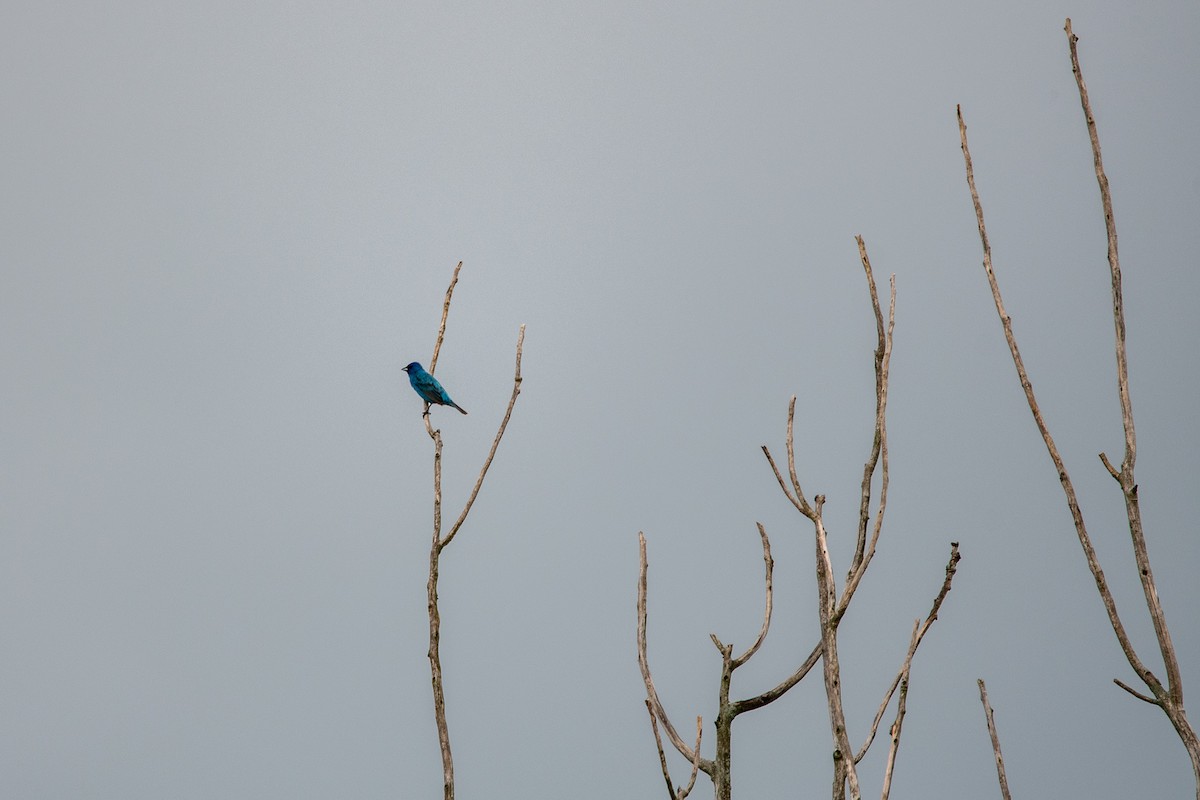 Indigo Bunting - ML350535251