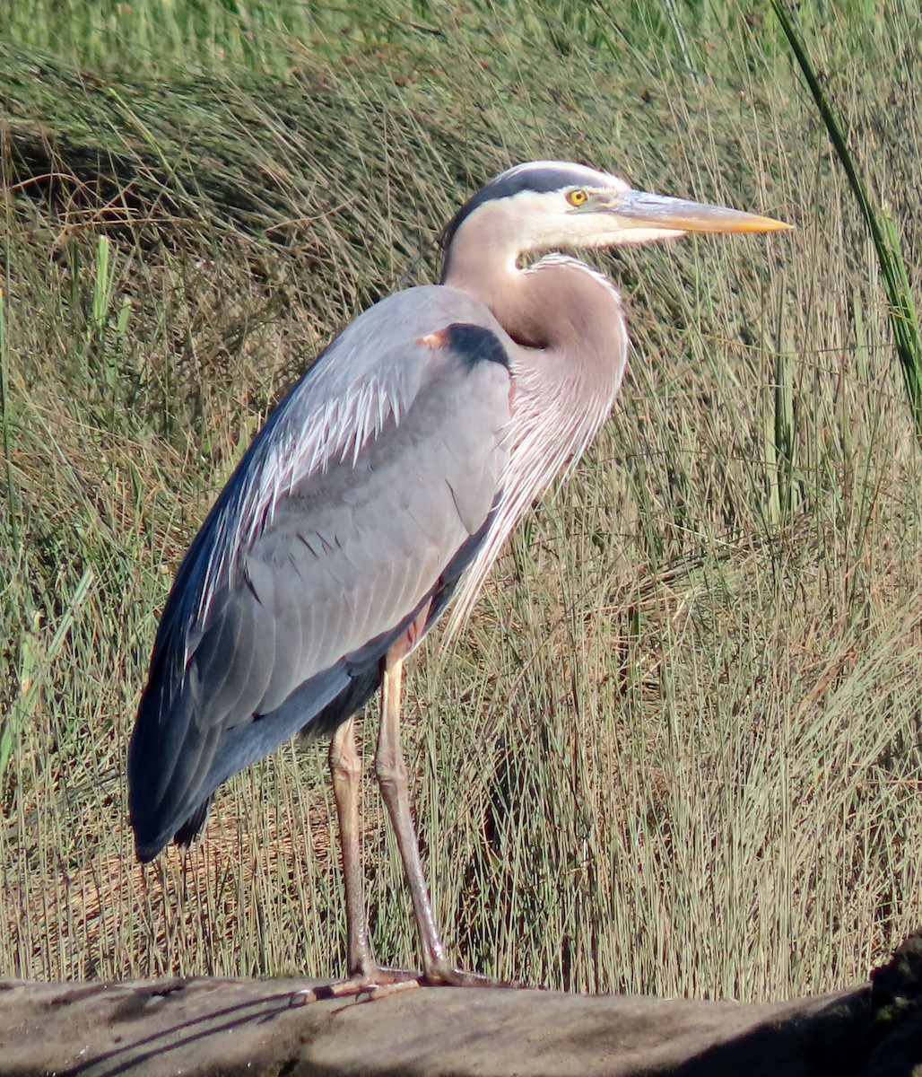 Great Blue Heron - ML350535471