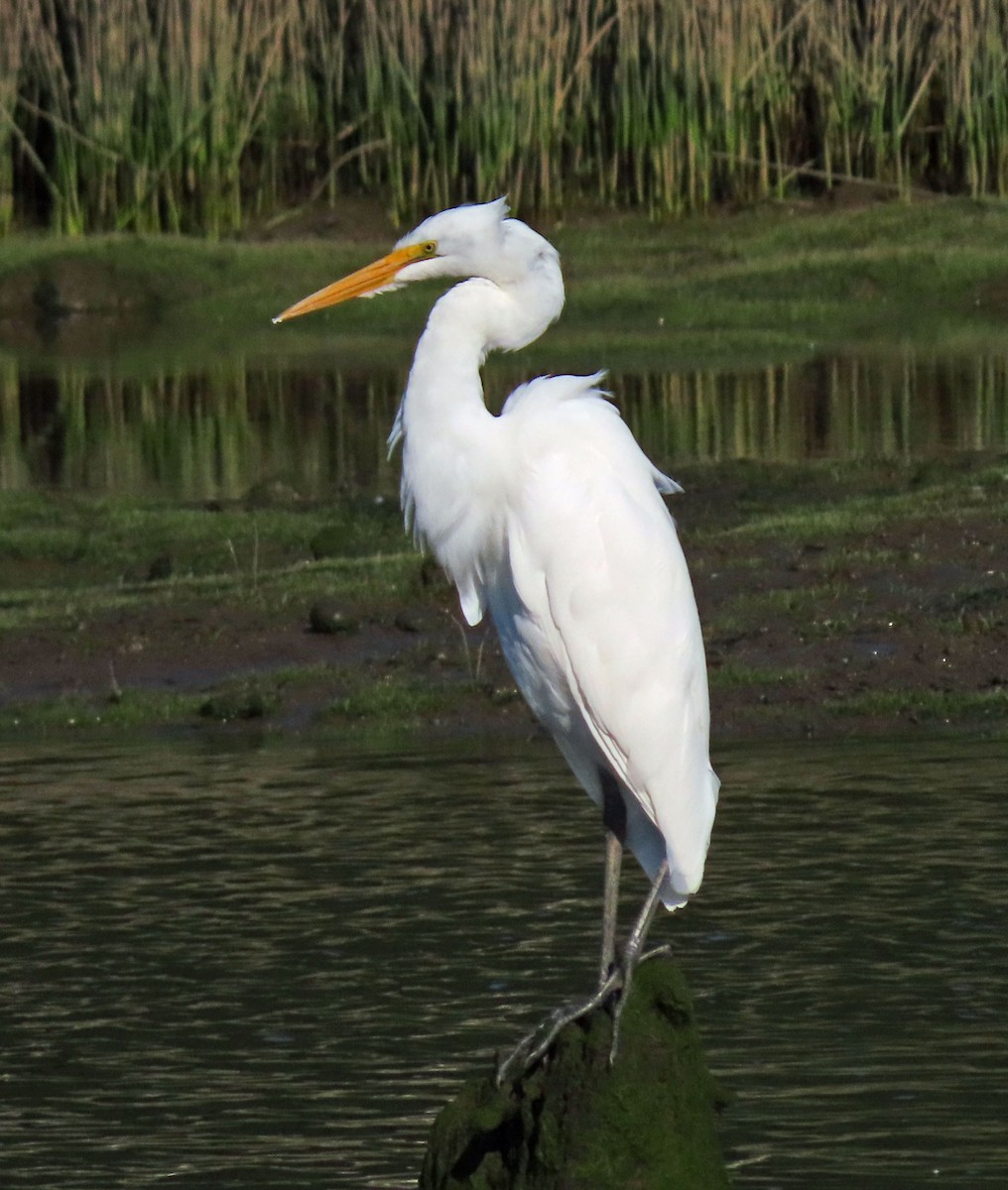 Цасч дэглий - ML350535581