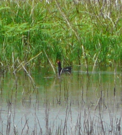 Common Gallinule (American) - ML350535601