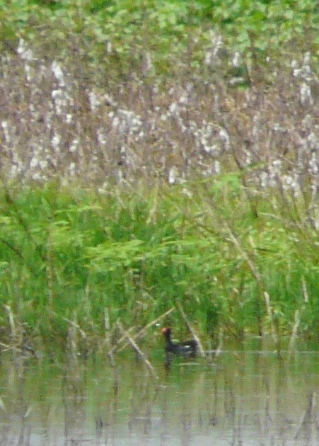 Common Gallinule (American) - ML350535641