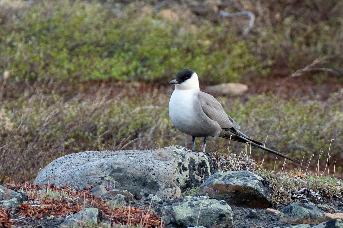 Págalo Rabero - ML350535661