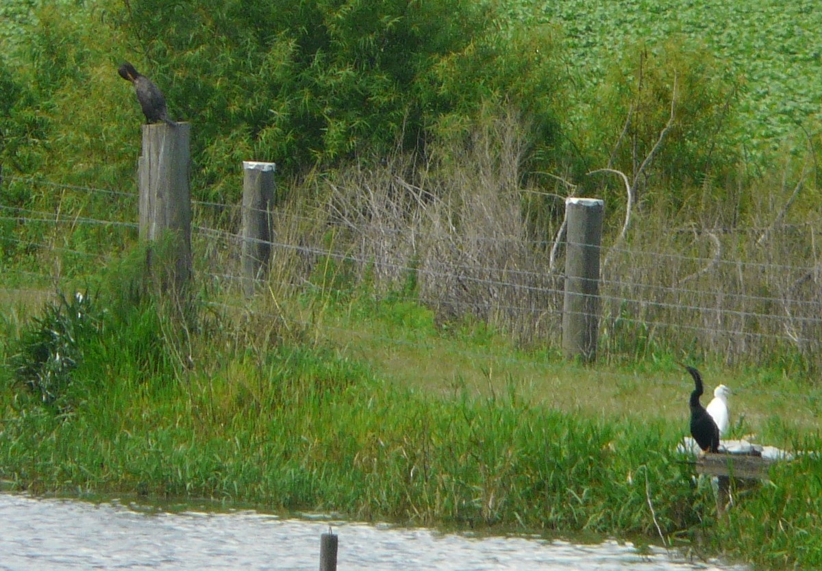 Anhinga - ML350535721