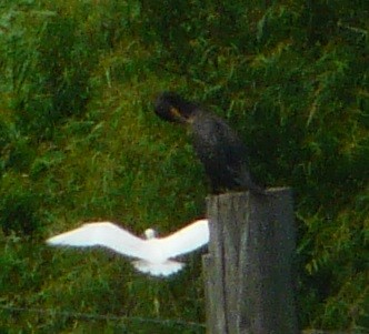 Snowy Egret - ML350536231