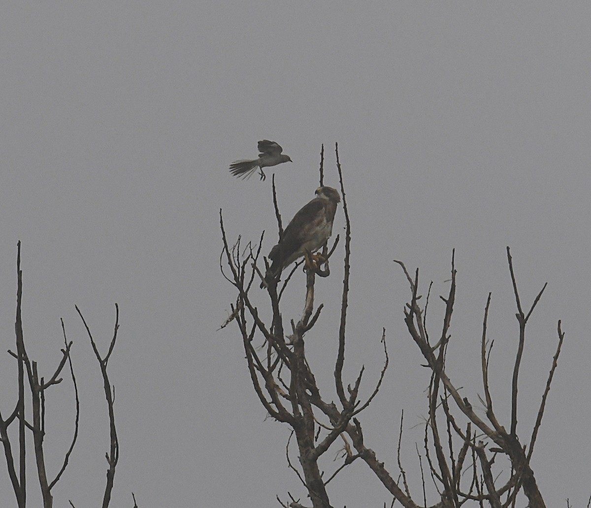 Red-tailed Hawk - ML350536541