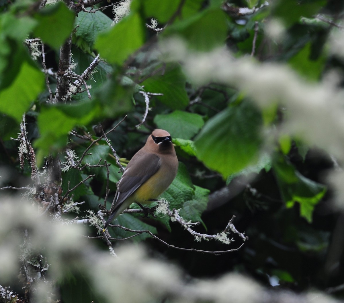 Cedar Waxwing - ML350537671