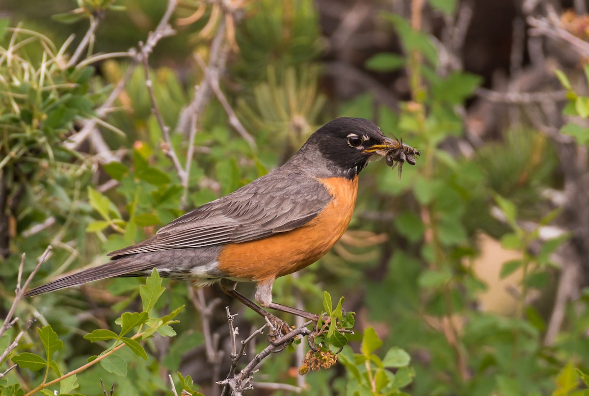 American Robin - ML350538341