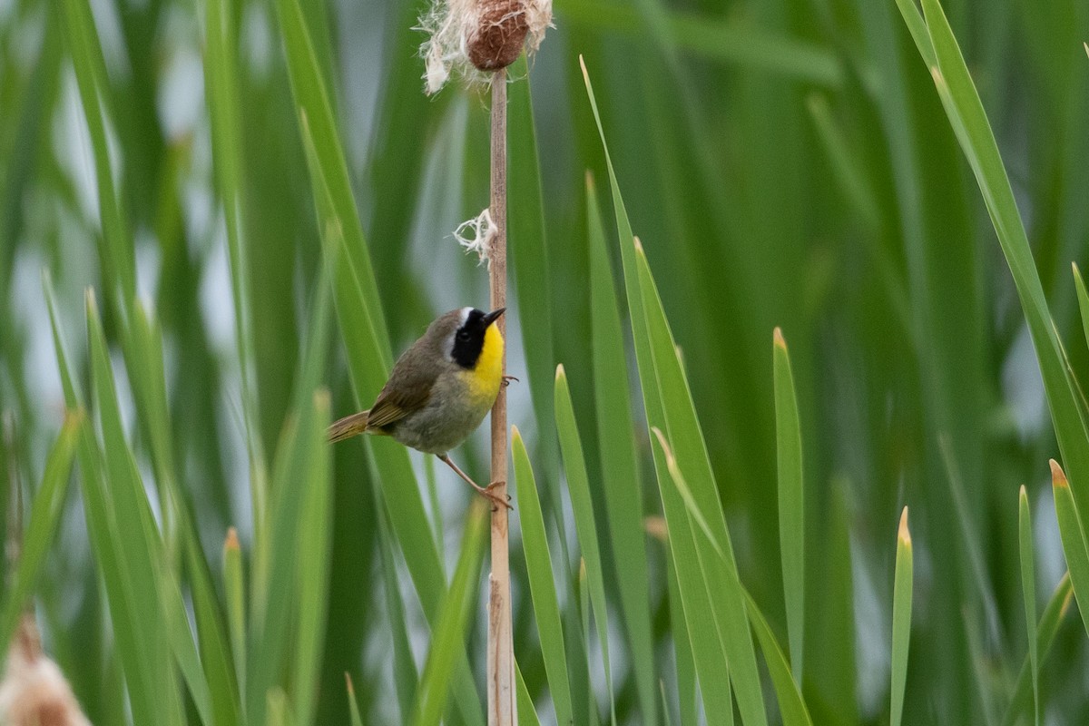 Common Yellowthroat - ML350538651