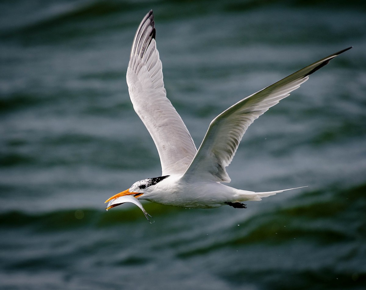 Royal Tern - William Richards