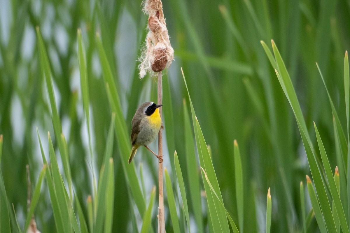 Common Yellowthroat - ML350538711