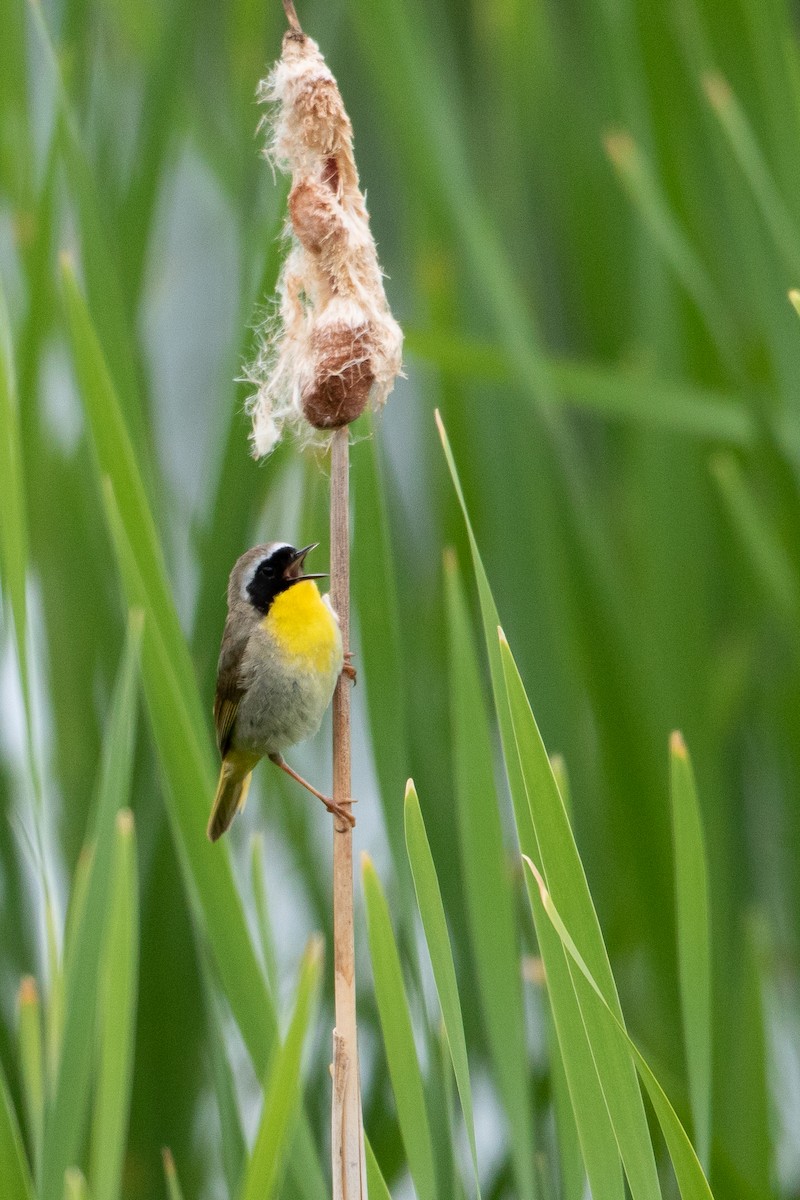 Common Yellowthroat - ML350538921