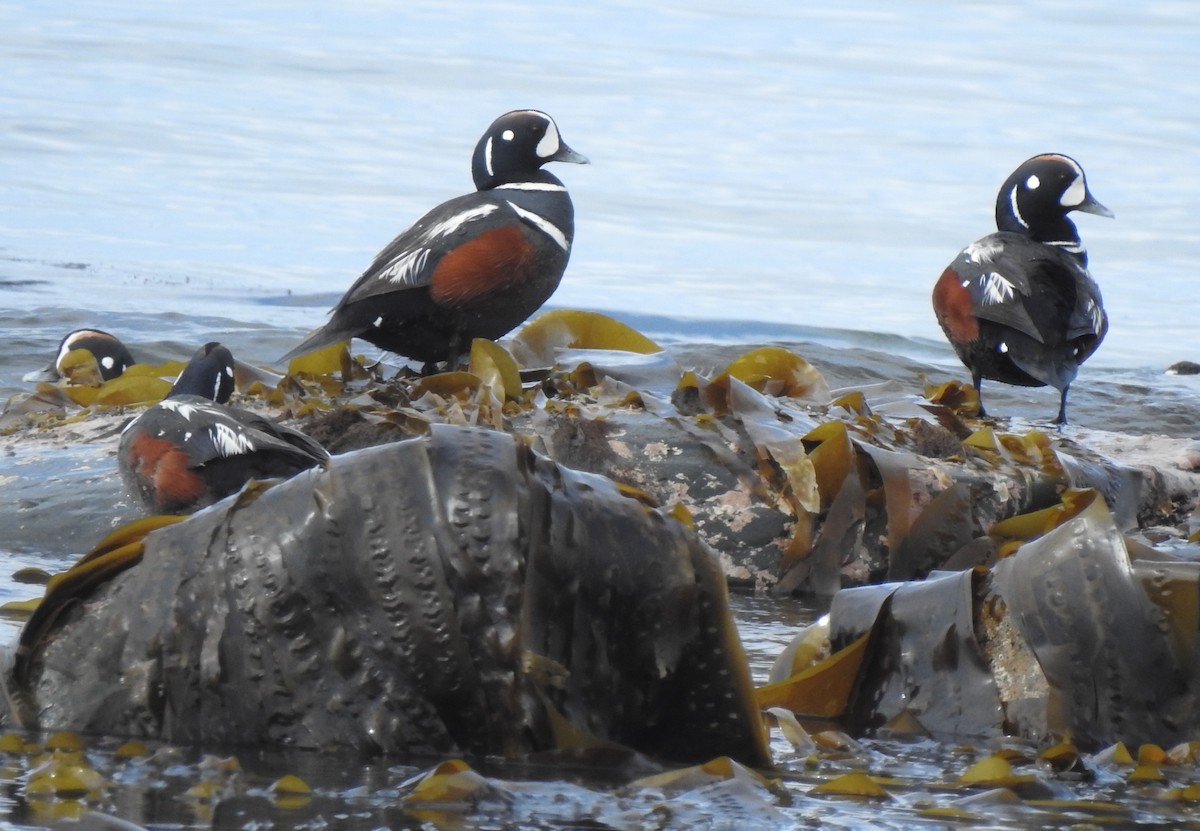 Harlequin Duck - ML350540021