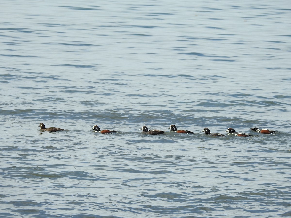 Harlequin Duck - ML350540221