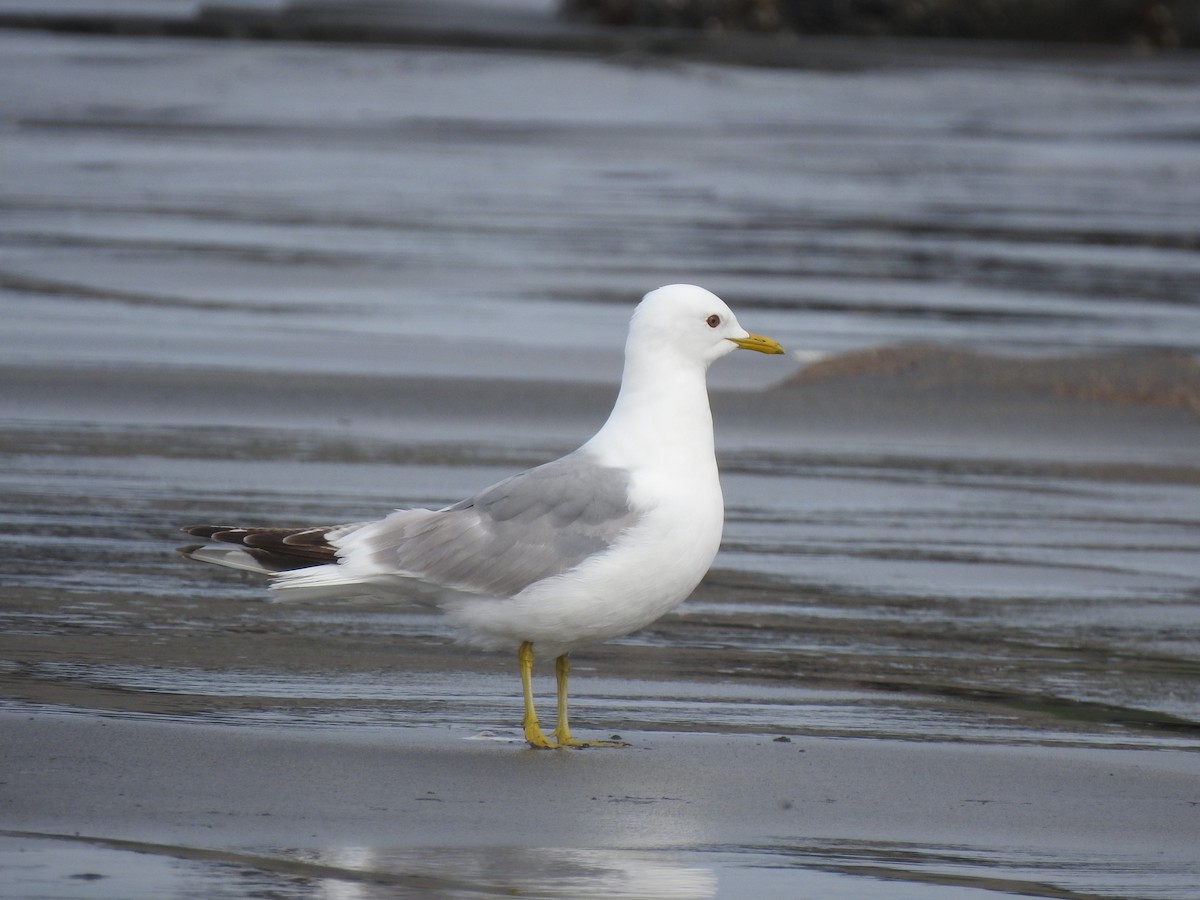 Short-billed Gull - ML350540291