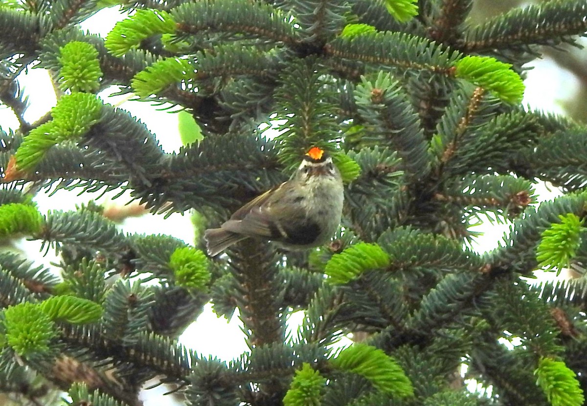 Golden-crowned Kinglet - ML350540341