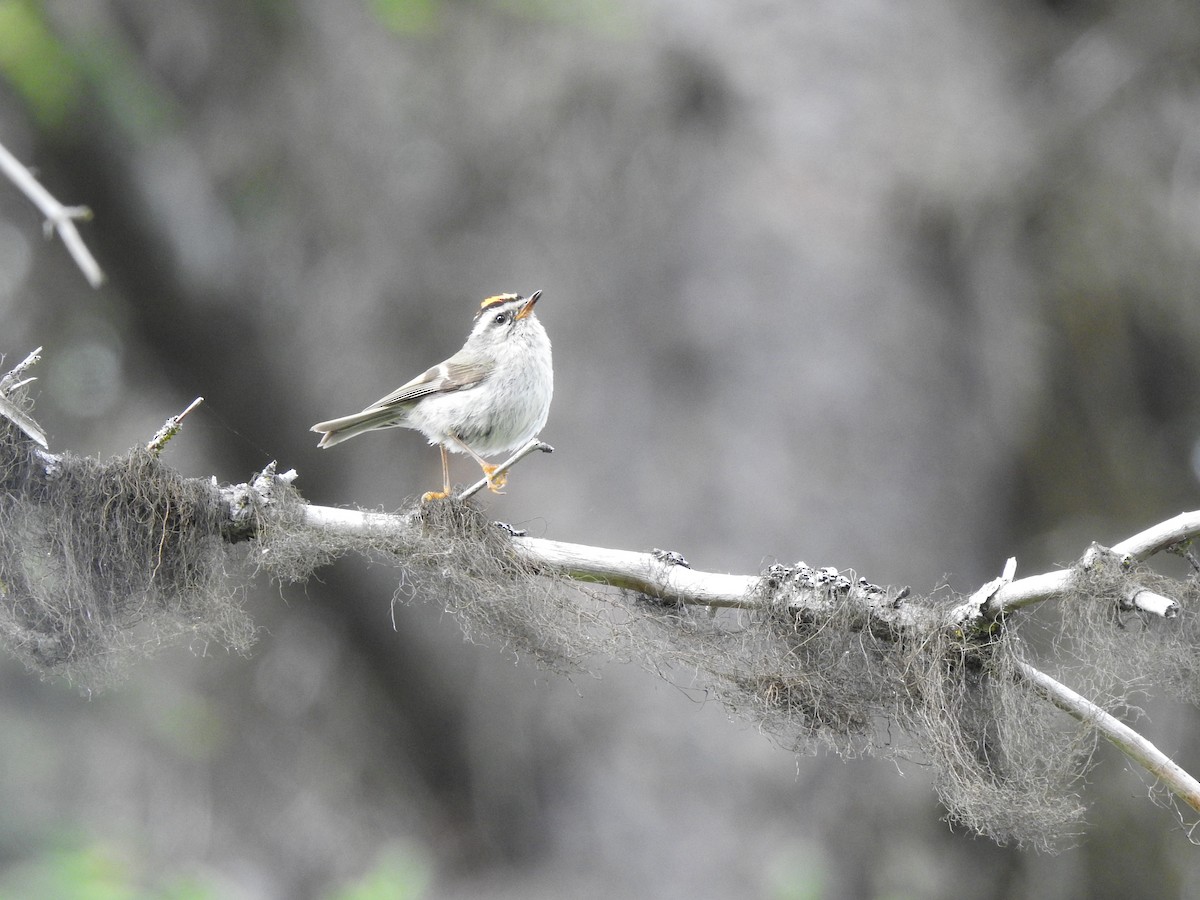 Golden-crowned Kinglet - ML350540401