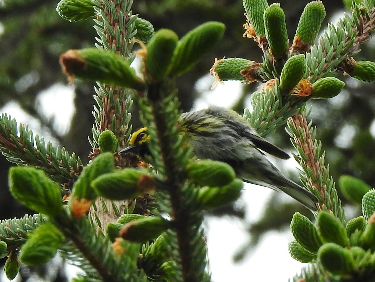 Townsend's Warbler - ML350540451