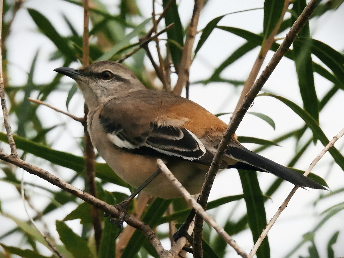 White-banded Mockingbird - ML350540481