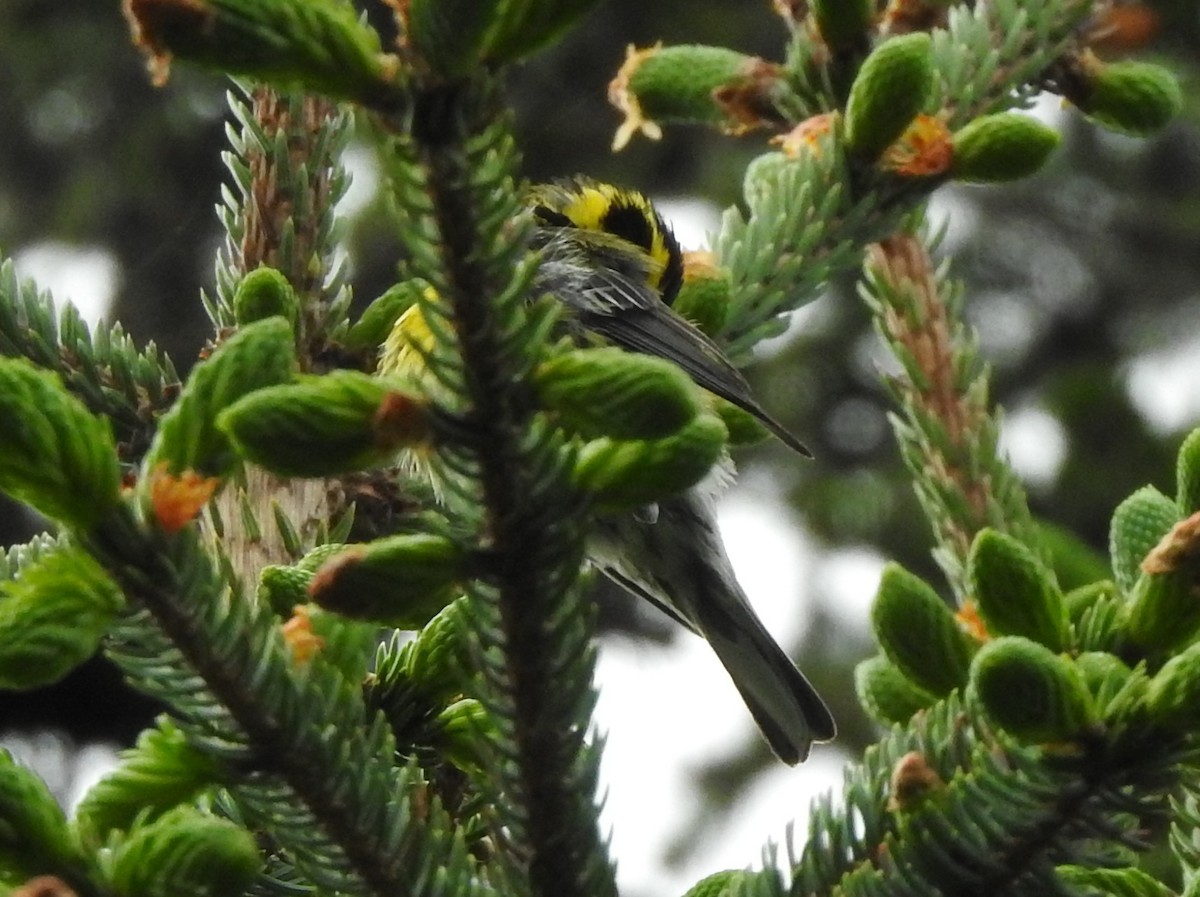 Townsend's Warbler - ML350540681