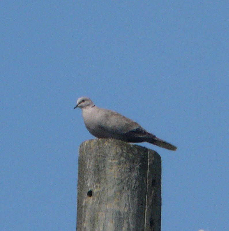 Eurasian Collared-Dove - ML350540801