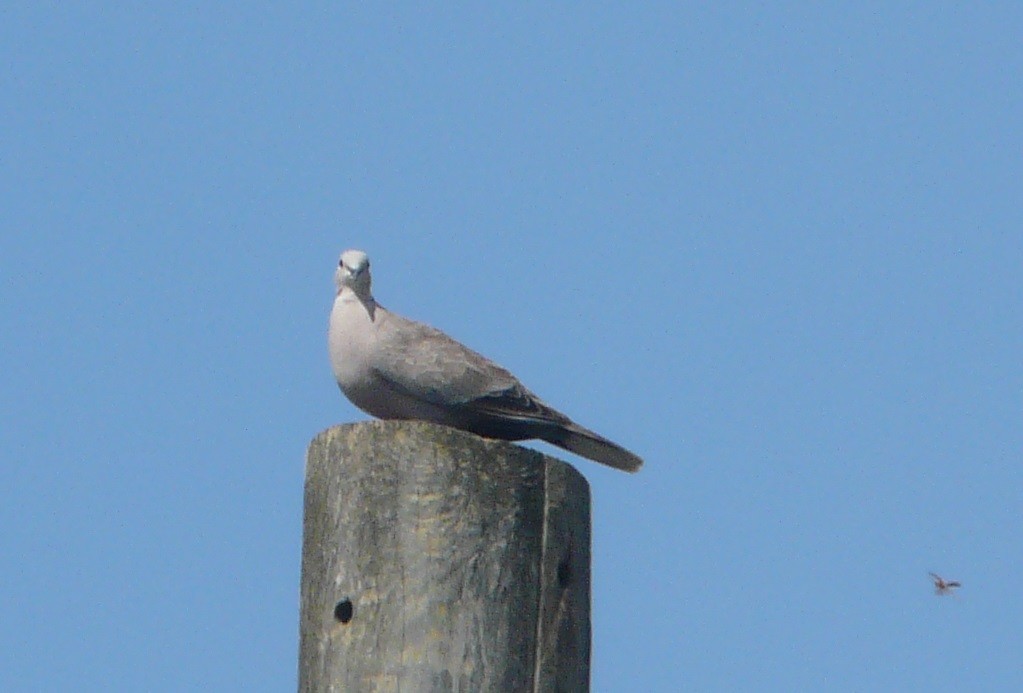 Eurasian Collared-Dove - ML350540931