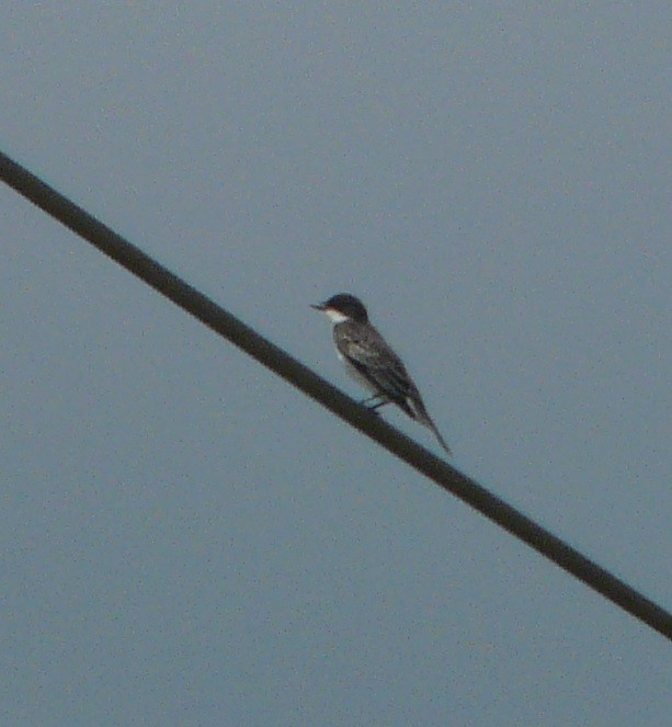 Eastern Kingbird - ML350541251