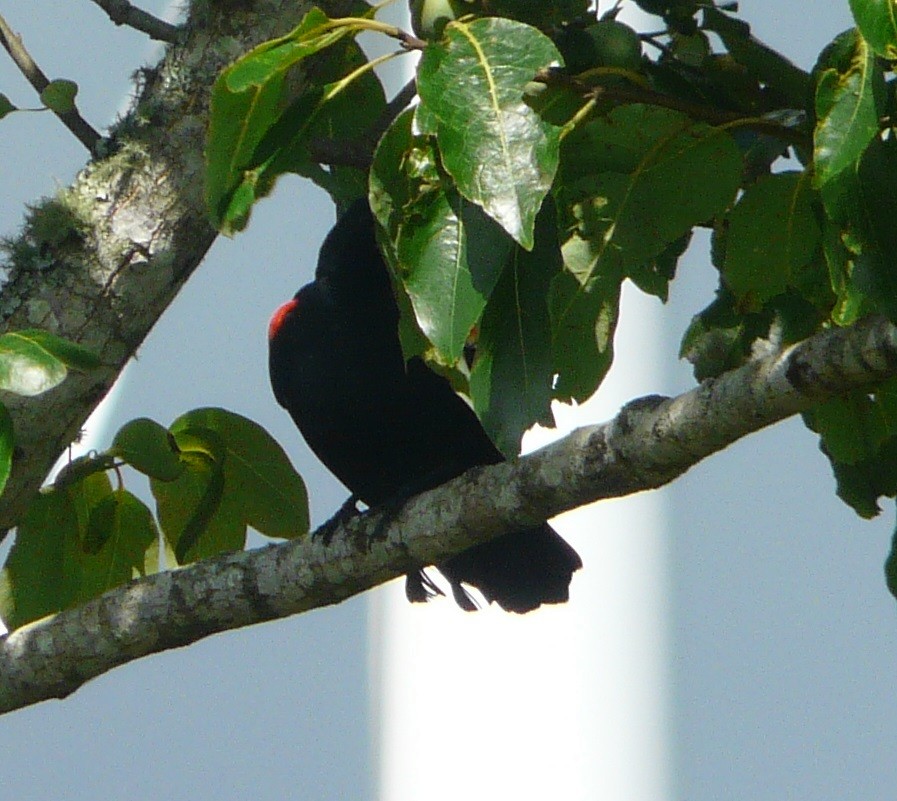 Red-winged Blackbird - ML350541311