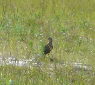 Red-winged Blackbird - ML350541411