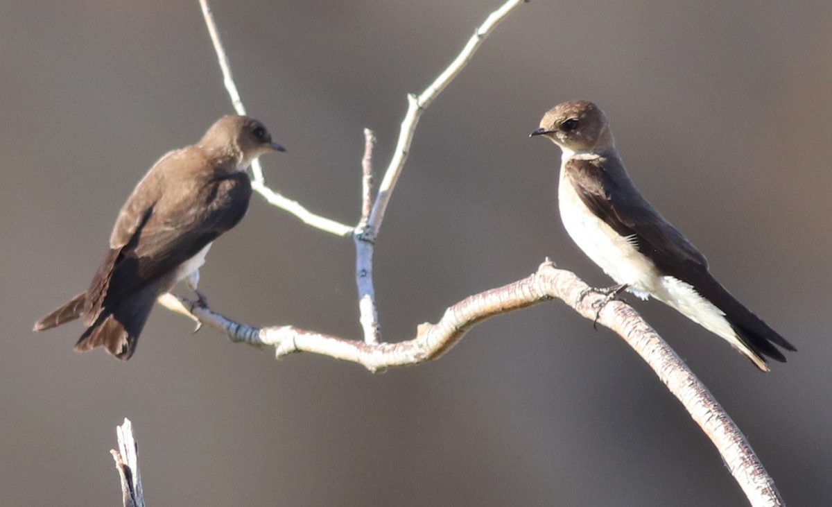 Northern Rough-winged Swallow - Gary Leavens