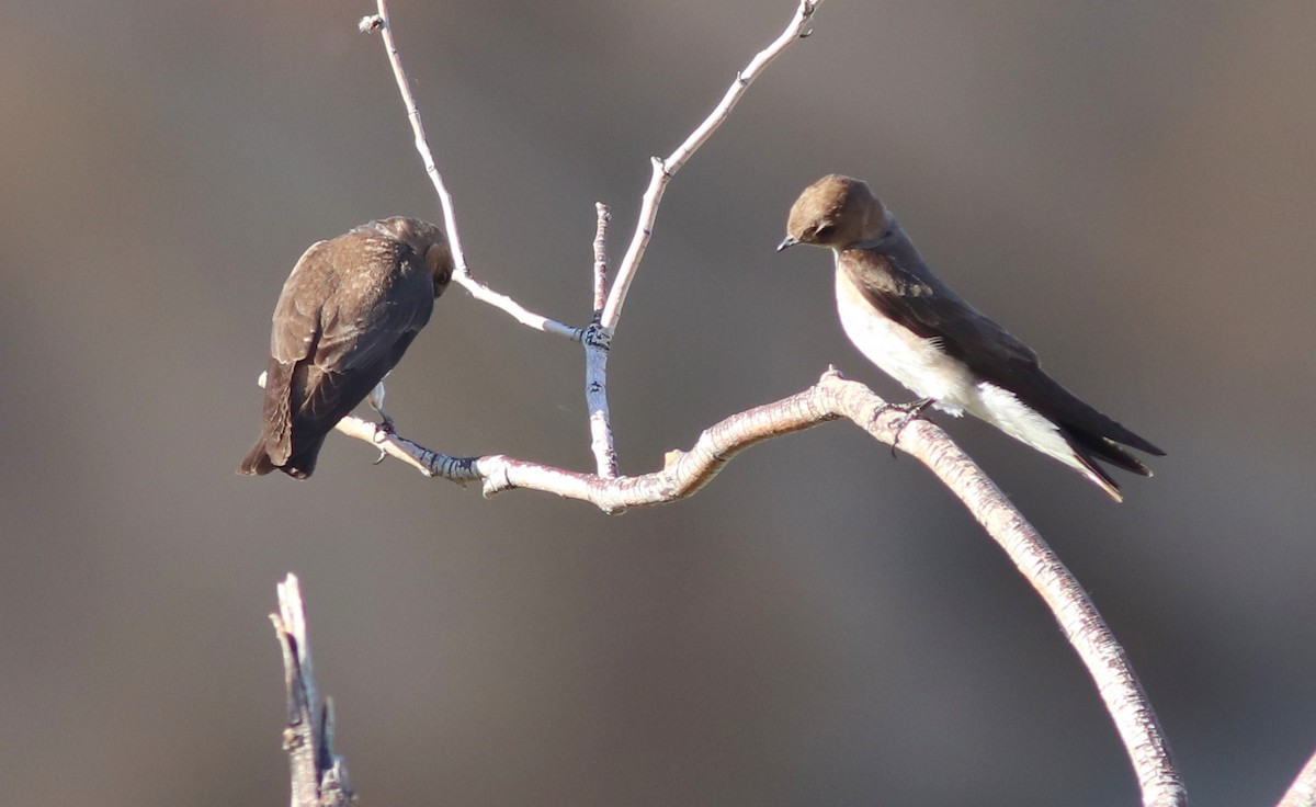 Northern Rough-winged Swallow - Gary Leavens