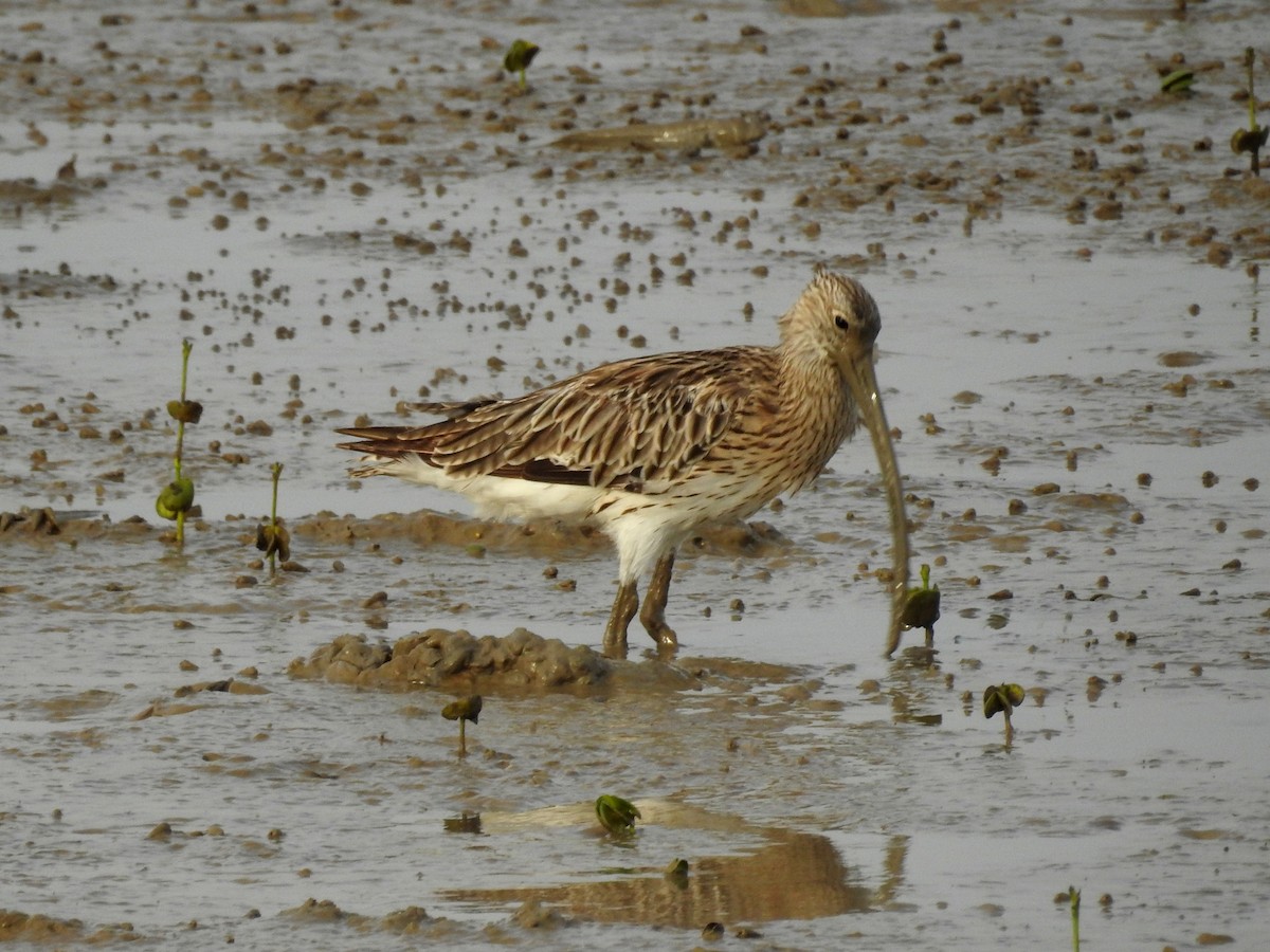 Eurasian Curlew - ML35054401