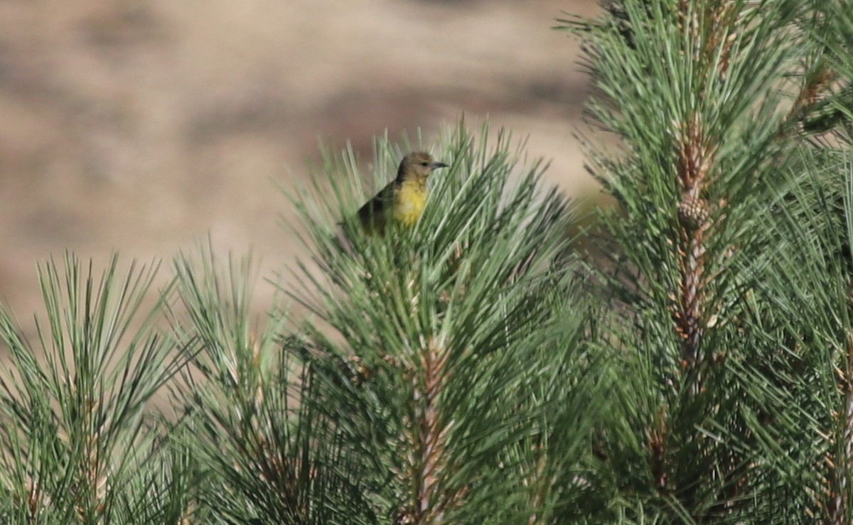 Scott's Oriole - ML350544391