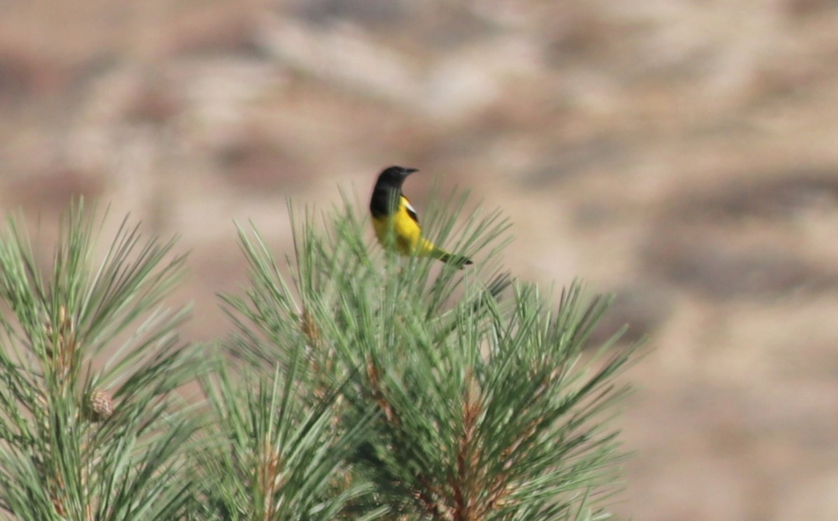 Scott's Oriole - ML350544401