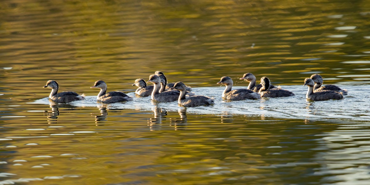 Hoary-headed Grebe - ML350544571