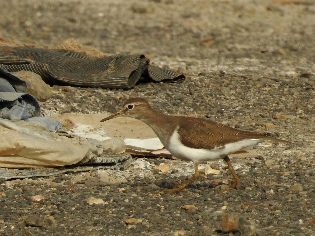 Common Sandpiper - ML35054541