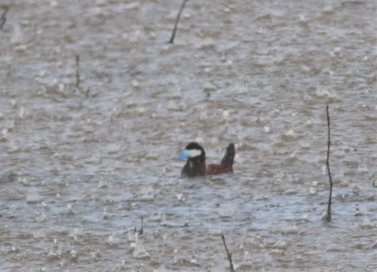 Ruddy Duck - ML350545411