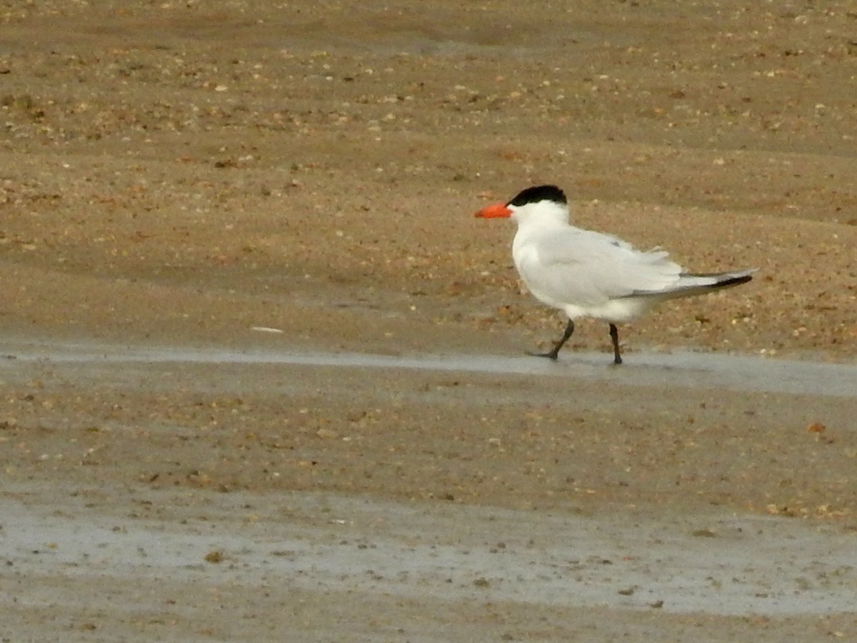 Caspian Tern - ML35054681