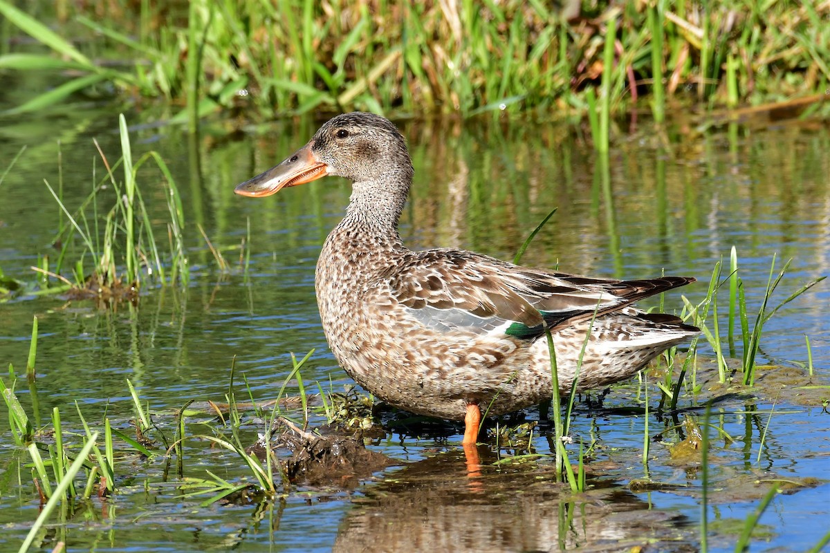 Northern Shoveler - Harold Ziolkowski