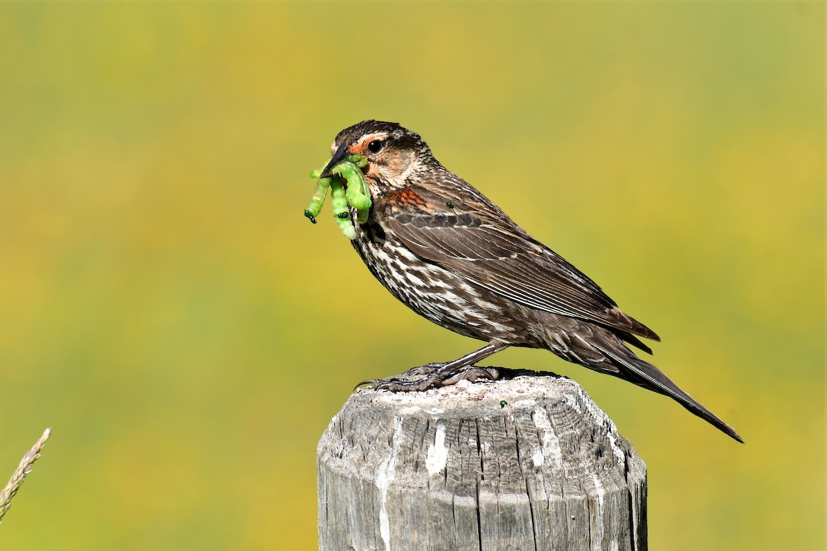 Red-winged Blackbird - ML350547141