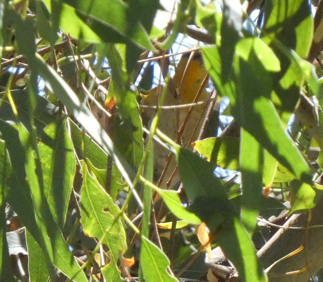 Bullock's Oriole - Braxton Landsman