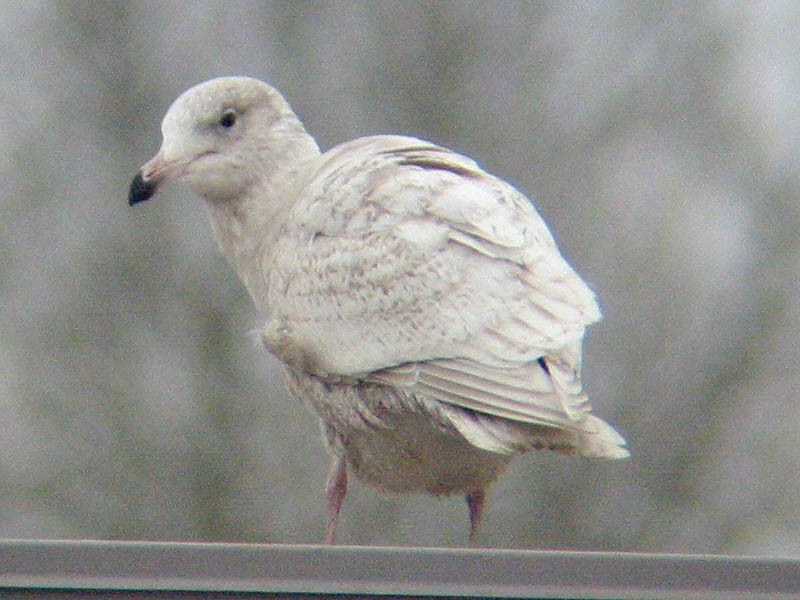 Glaucous Gull - ML35055001