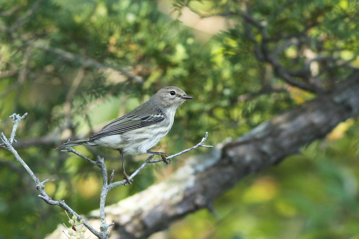 Cape May Warbler - ML35055071