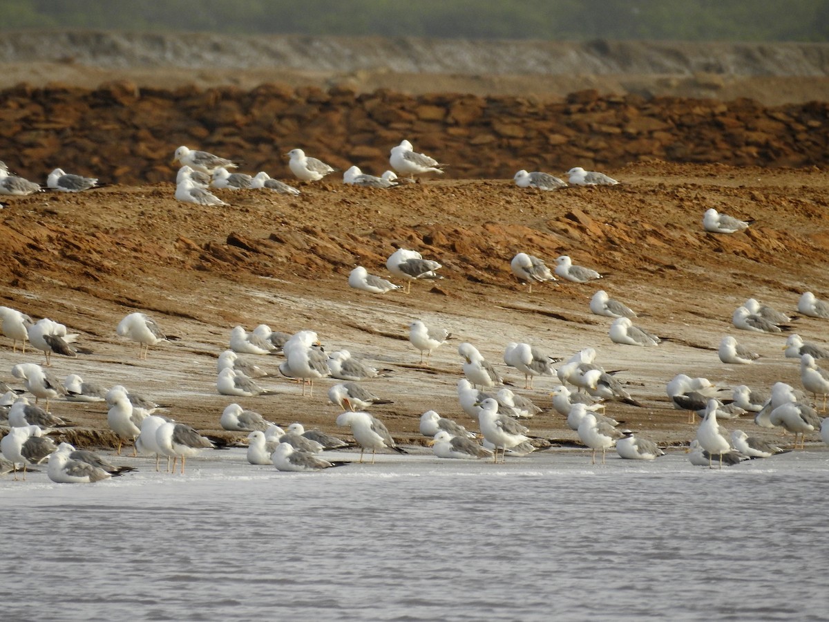 Lesser Black-backed Gull - ML35055091